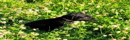 Labrador Retriever dogs for sale: KC Reg Black Labrador Puppies – Ready soon!! - Advert 6