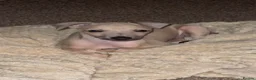 Italian Greyhound dogs for sale: KC Reg fawn male Italian greyhound READY NOW - Advert 5