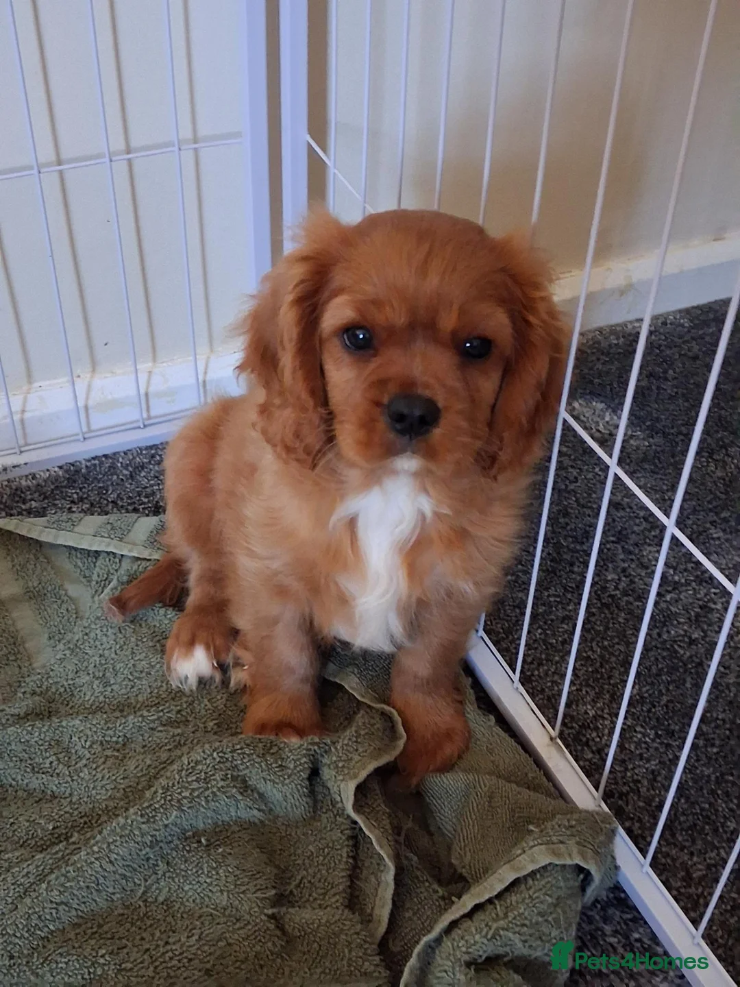 Cavalier King Charles Spaniel dogs for sale: Cavalier king charles. LAST BOY LEFT  - Advert 1