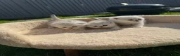 Scottish Fold cats for sale: Stunning Scottish Fold & Straight Show Kittens  - Advert 11