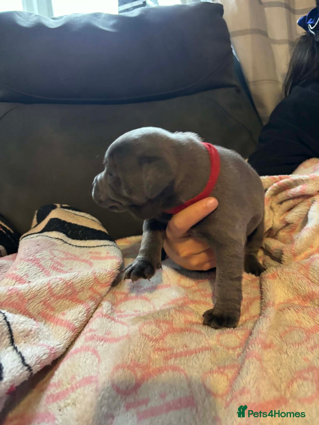 Staffordshire Bull Terrier dogs for sale: Two male four female - Advert 1