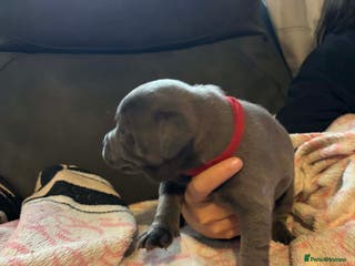 Staffordshire Bull Terrier dogs Two male four female - Advert 5