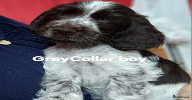 Cocker Spaniel dogs - Advert 15