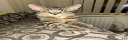 Maine Coon cats for sale: 1 maine coon kitten left! 🐱 - Advert 4