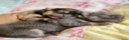 Chorkie dogs for sale: Miniature Chorkie Boys - Advert 2