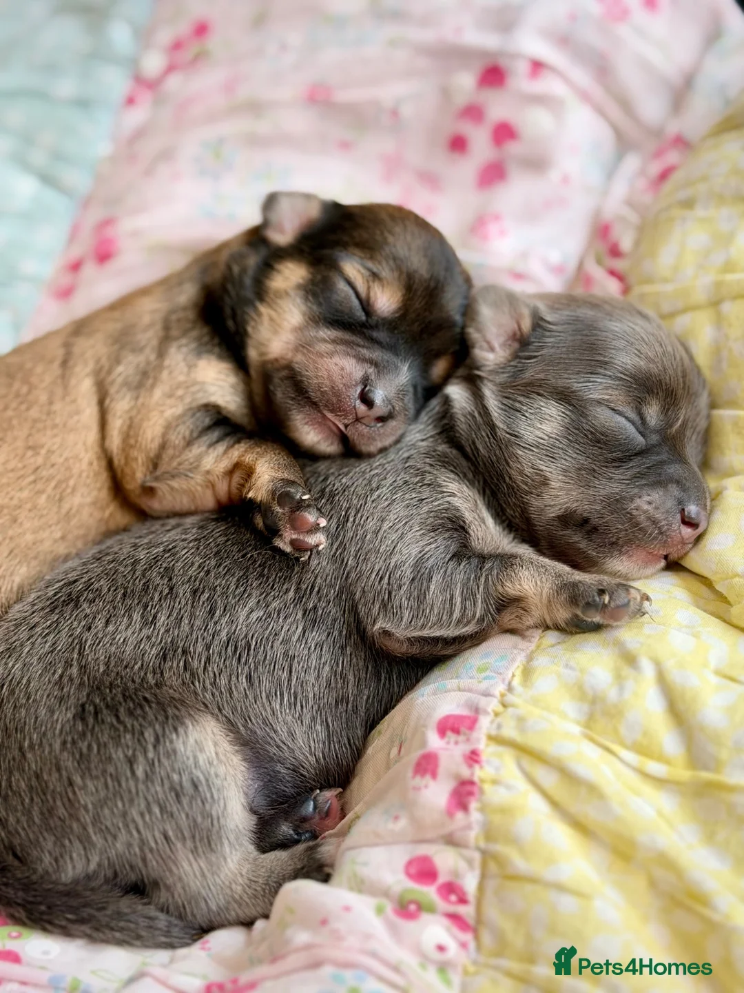 Chorkie dogs for sale: Miniature Chorkie Boys - Advert 2