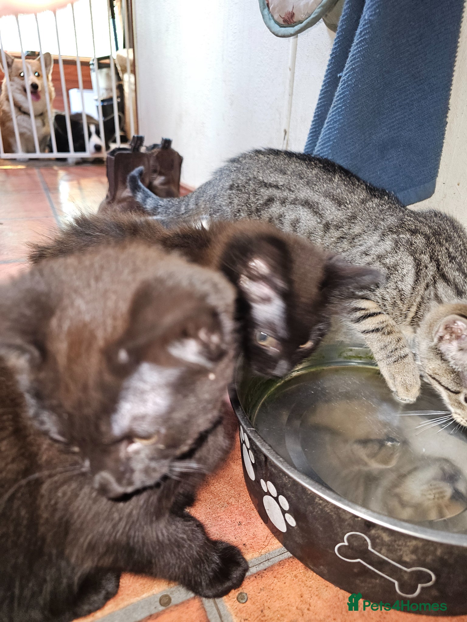 Mixed Breed cats for sale: 3 kittens 1 tabby girl, 1 black female and male in Norwich - Advert 2