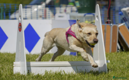 Labrador Retriever dogs for sale: Carefully & selectively bred, versatile pets, FTCH - Image 15