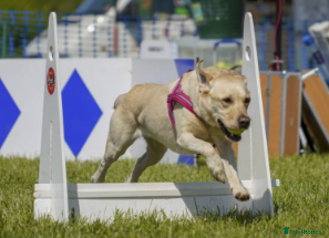 Labrador Retriever dogs for sale: Carefully & selectively bred, versatile pets, FTCH - Image 15