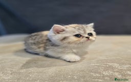British Shorthair cats for sale: Kittens - Image 2