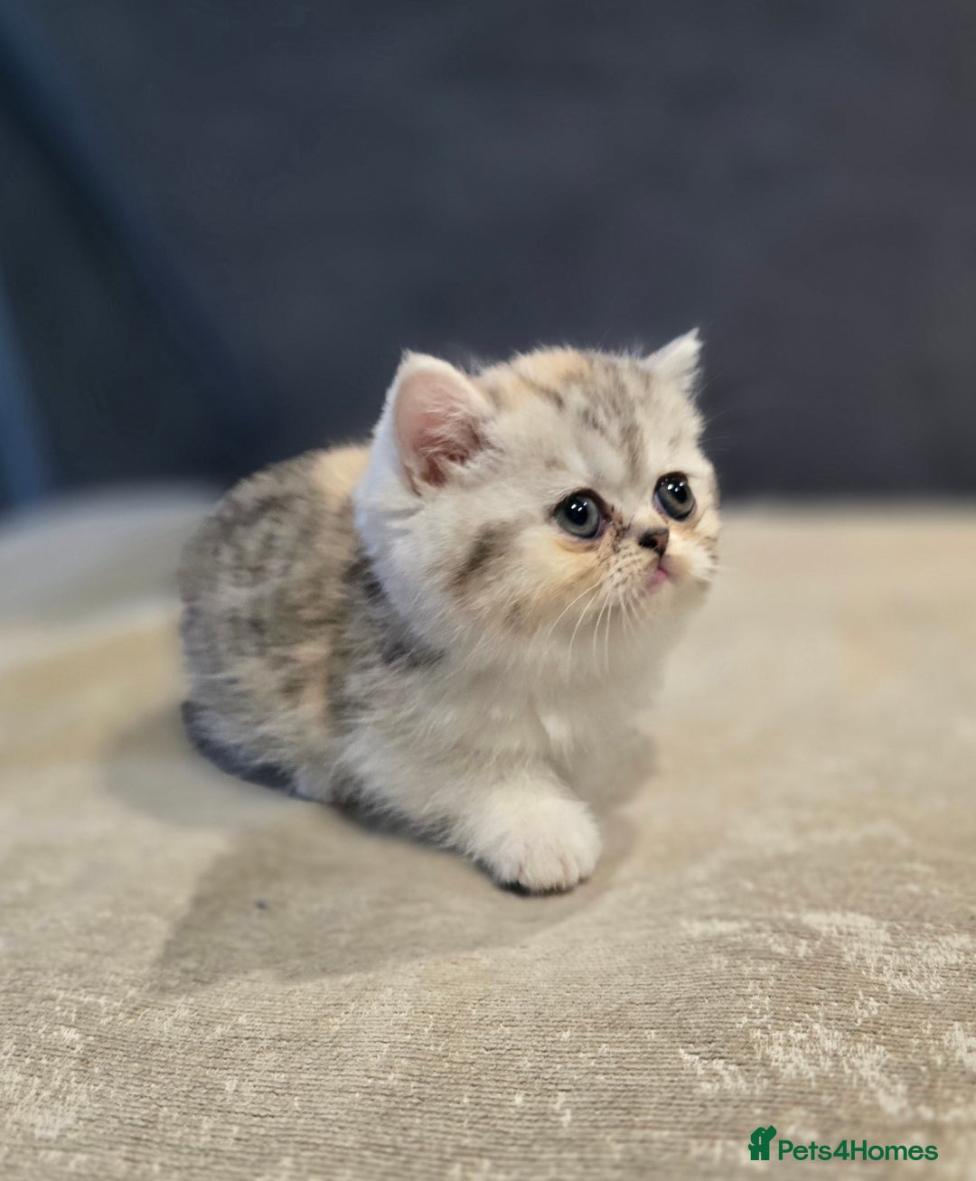 British Shorthair cats for sale: Kittens - Image 2