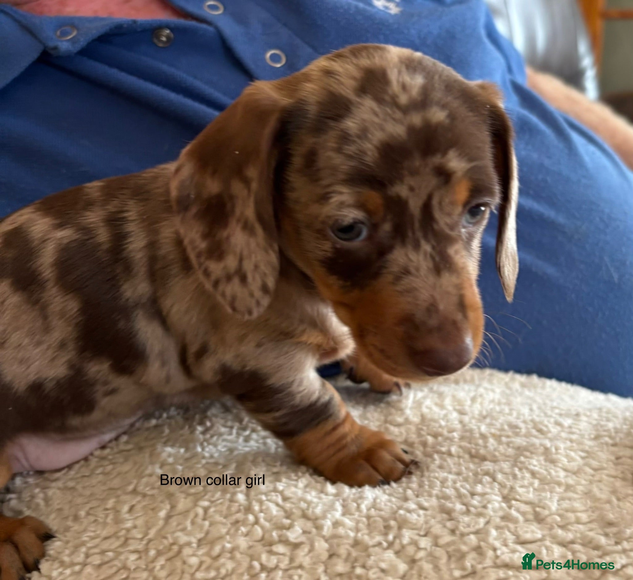 Miniature Dachshund dogs Gorgeous Litter of Miniature Dachshund Puppies - Advert 2