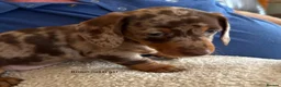 Miniature Dachshund dogs for sale: Gorgeous Litter of Miniature Dachshund Puppies - Advert 5