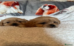 Cava Tzu dogs for sale: Shitalier  - Image 4