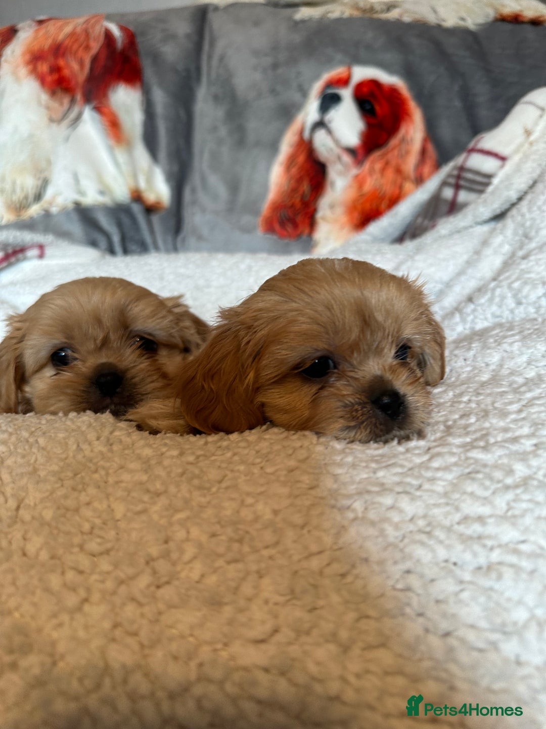 Cava Tzu dogs for sale: Shitalier  - Image 4