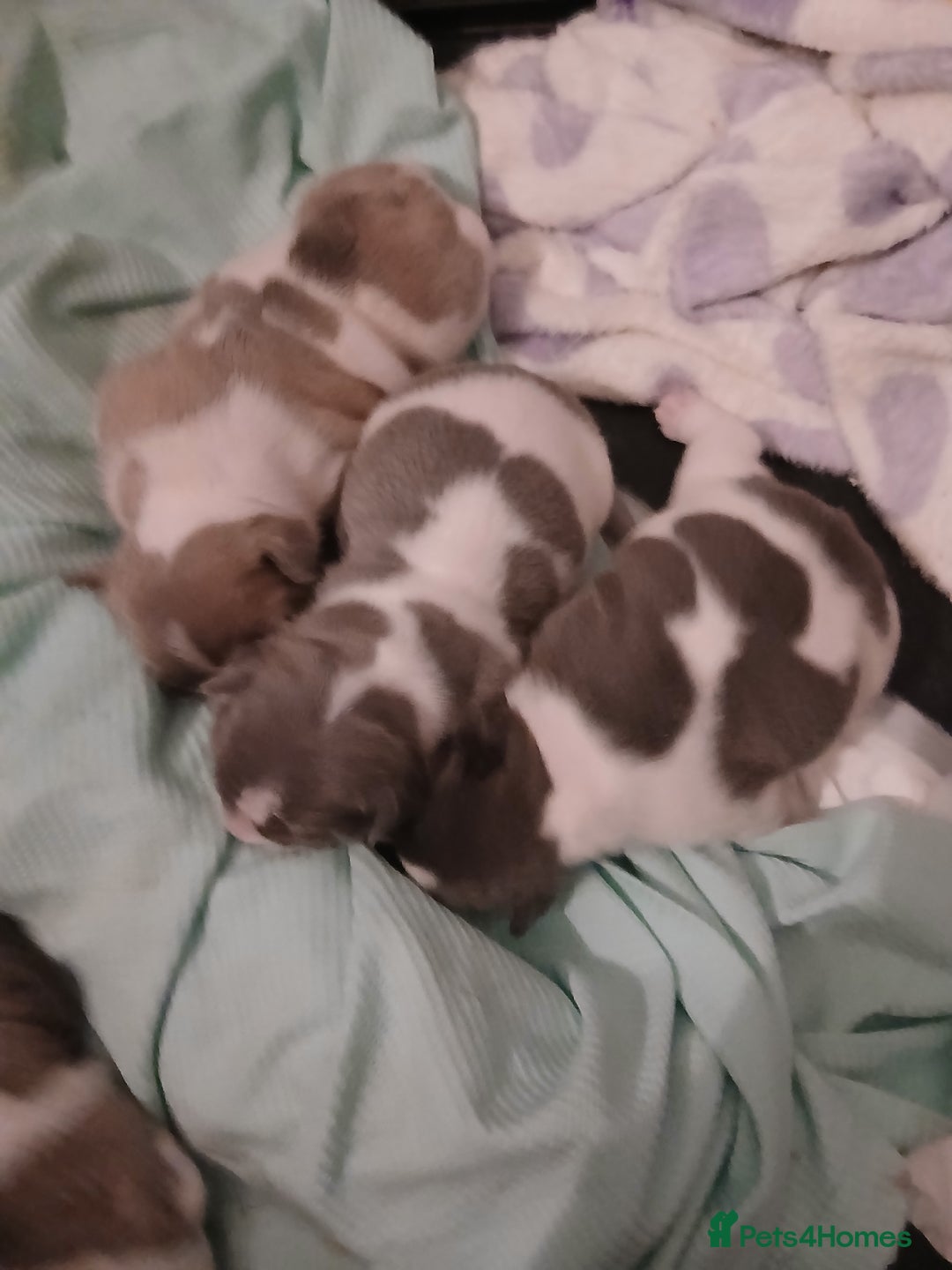 French Bulldog dogs for sale: French bulldog puppies 2 boys 1 girl left in Chatham - Image 3