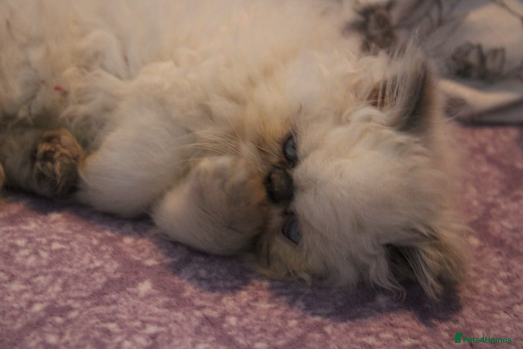 Persian cats for sale: Beautiful Female Kittens Ready for Loving Homes - Advert 26