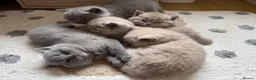 British Shorthair cats for sale: Adorable British Shorthair Kittens  in Coventry - Advert 22