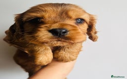 Cockalier dogs for sale: Beautiful f1 fully health tested cockaliers - Image 3