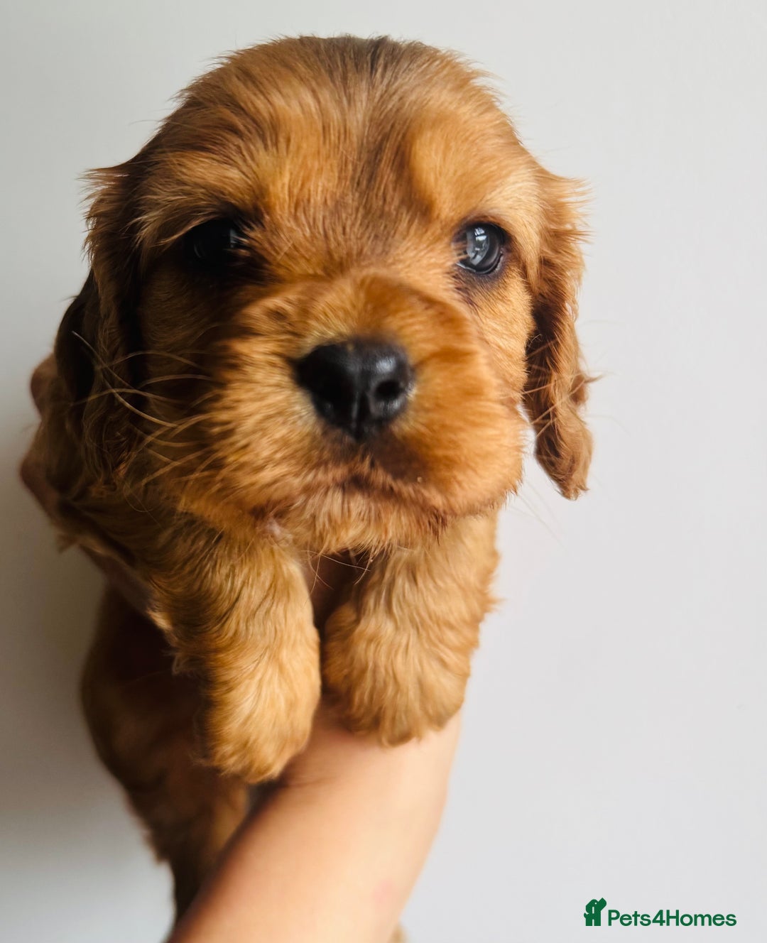 Cockalier dogs for sale: Beautiful f1 fully health tested cockaliers - Image 3