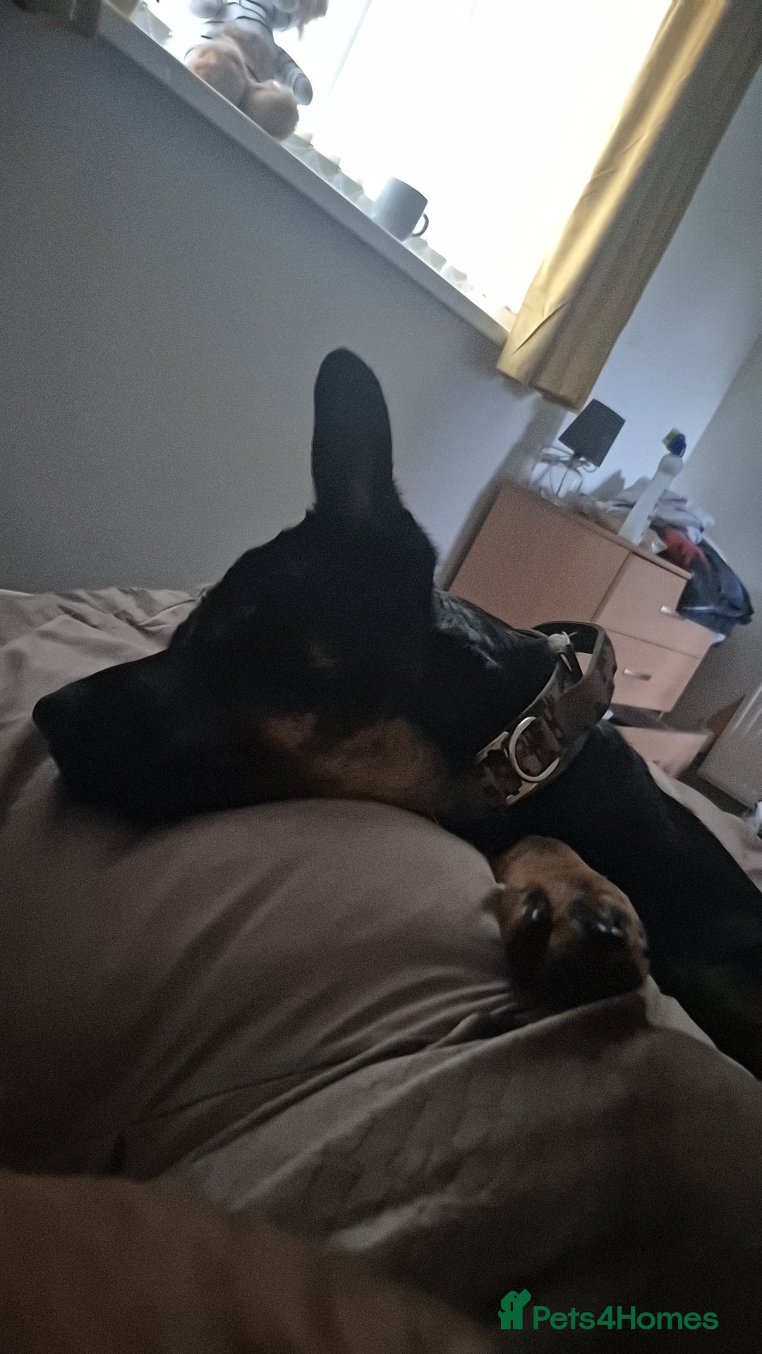 Mixed Breed dogs Rottweiler x gsd x malinois - Advert 2