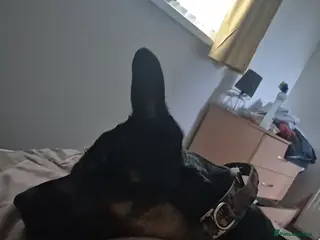 Mixed Breed dogs Rottweiler x gsd x malinois - Advert 9