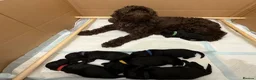 Cockapoo dogs for sale: 6 beautiful miniature cockapoos  - Advert 16
