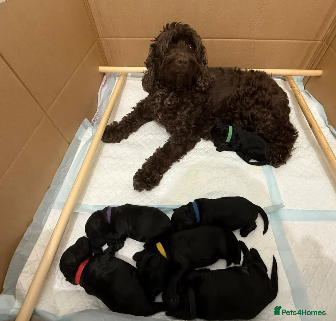 Cockapoo dogs for sale: 6 beautiful miniature cockapoos  - Advert 16