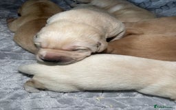 Labrador Retriever dogs for sale: Labrador pups full pedigree ready 22nd Dec - Image 9