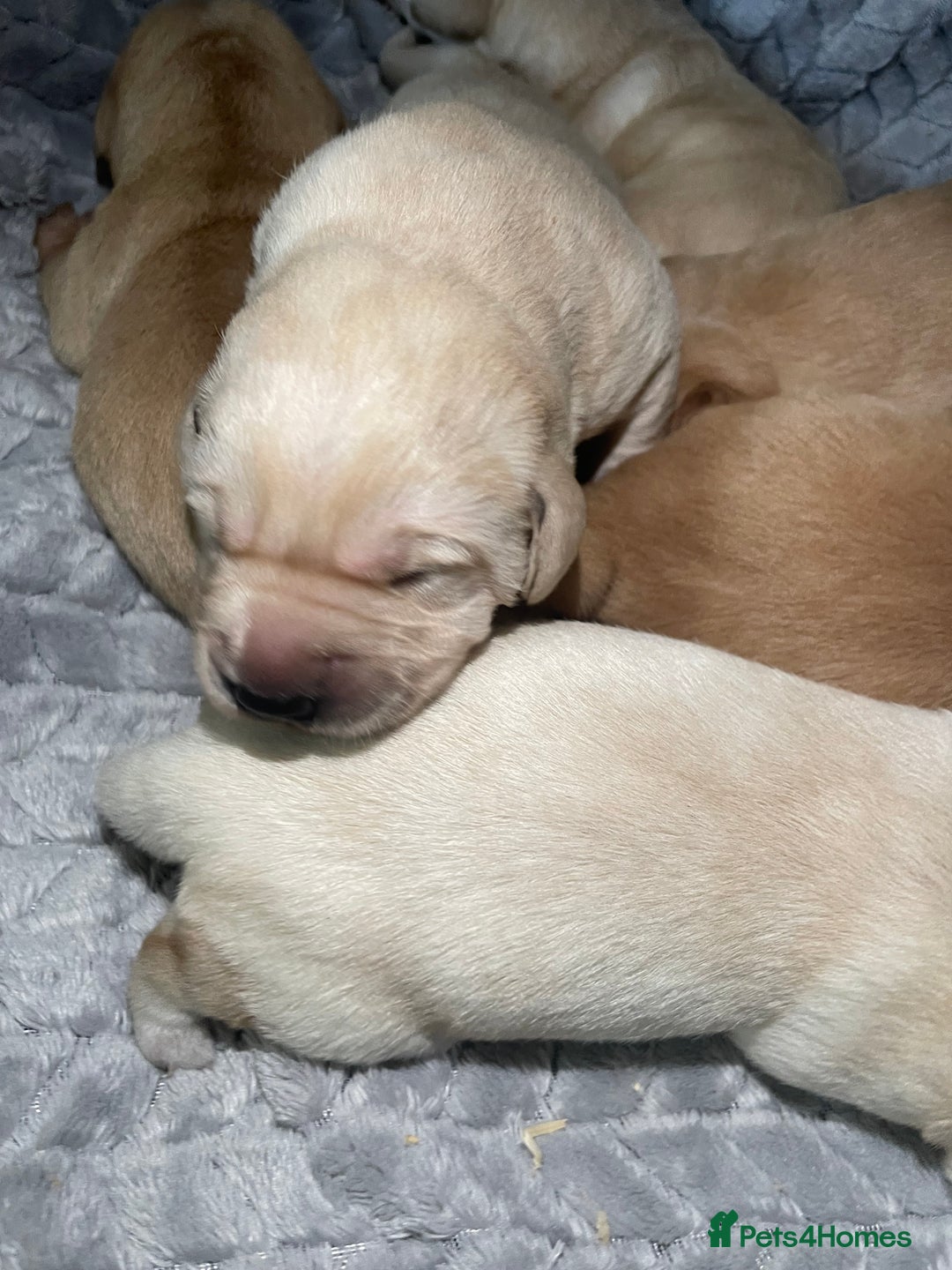 Labrador Retriever dogs for sale: Labrador pups full pedigree ready 22nd Dec - Image 9