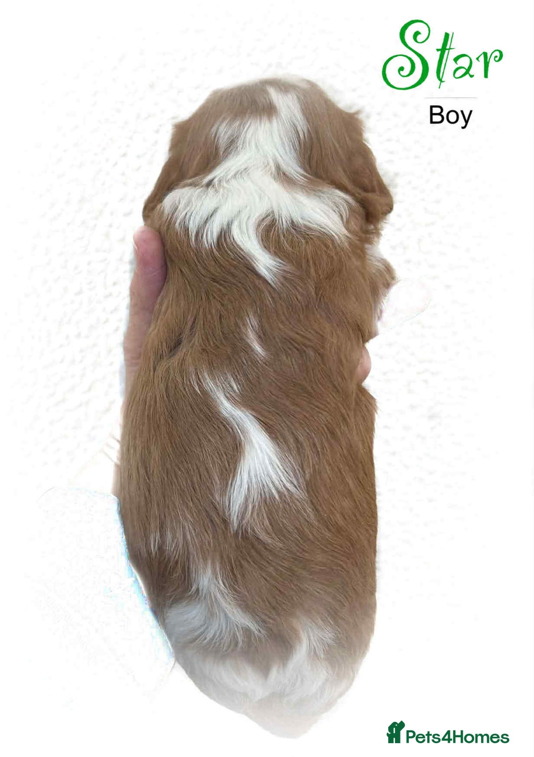 Cavalier King Charles Spaniel dogs for sale: Beautiful Cavalier King Charles Puppies - Advert 7