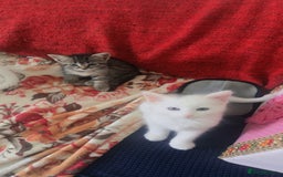 Mixed Breed cats for sale: adorable kitten ready to go home - Image 2