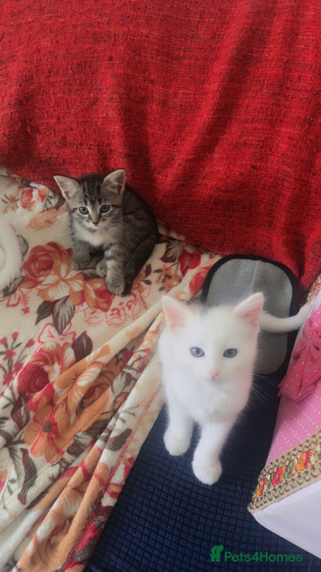 Mixed Breed cats for sale: adorable kitten ready to go home - Image 2