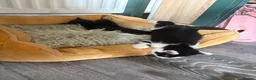 Mixed Breed cats for sale: 7 Beautiful Boy Kittens — Ready Now ✅ £20 each - Advert 11
