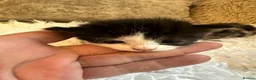 Mixed Breed cats for sale: Kittens for sale  - Advert 9