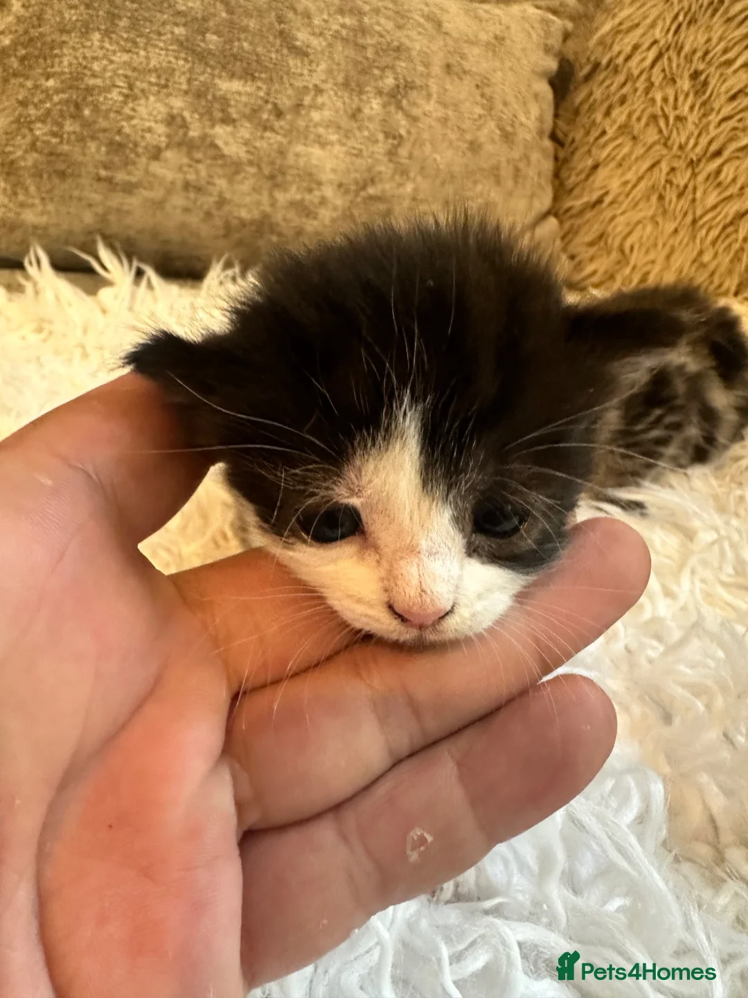 Mixed Breed cats for sale: Kittens for sale  - Advert 9