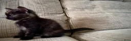 Mixed Breed cats for sale: 🐱 Beautiful Kittens Looking for Loving Homes  - Advert 7