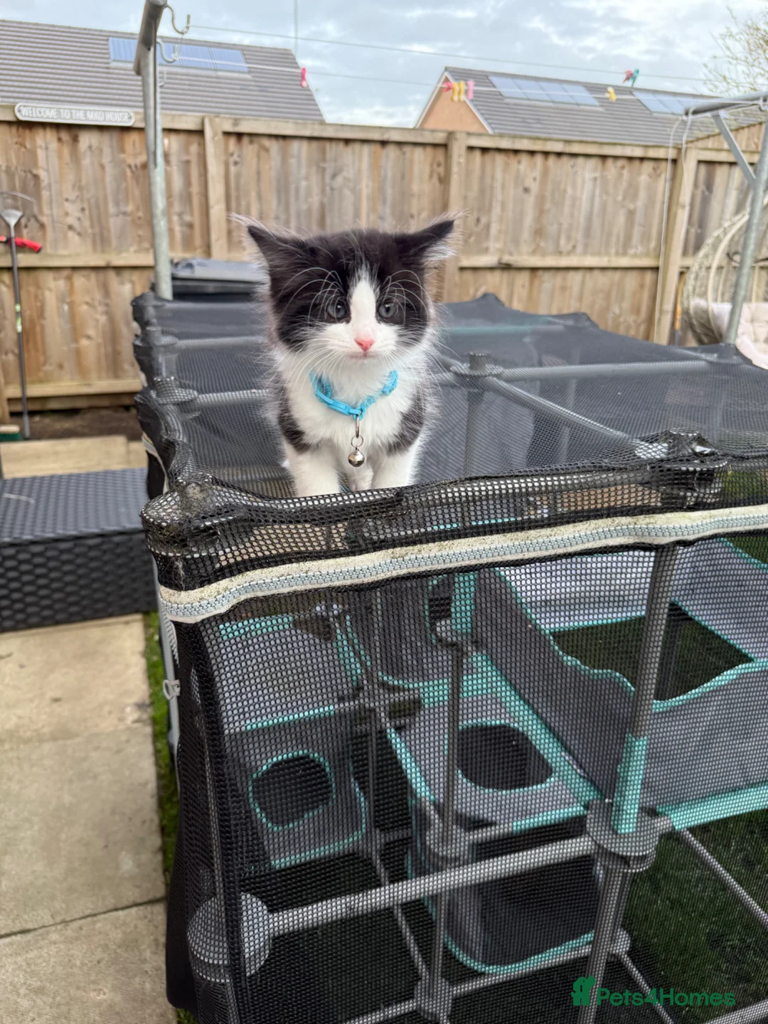 Ragdoll cats for sale: Mixed ragdoll breed kittens  - Advert 2