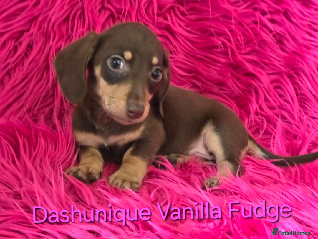 Miniature Dachshund dogs for sale: Rainbow Litter KC REG mini Daxi  - Image 13