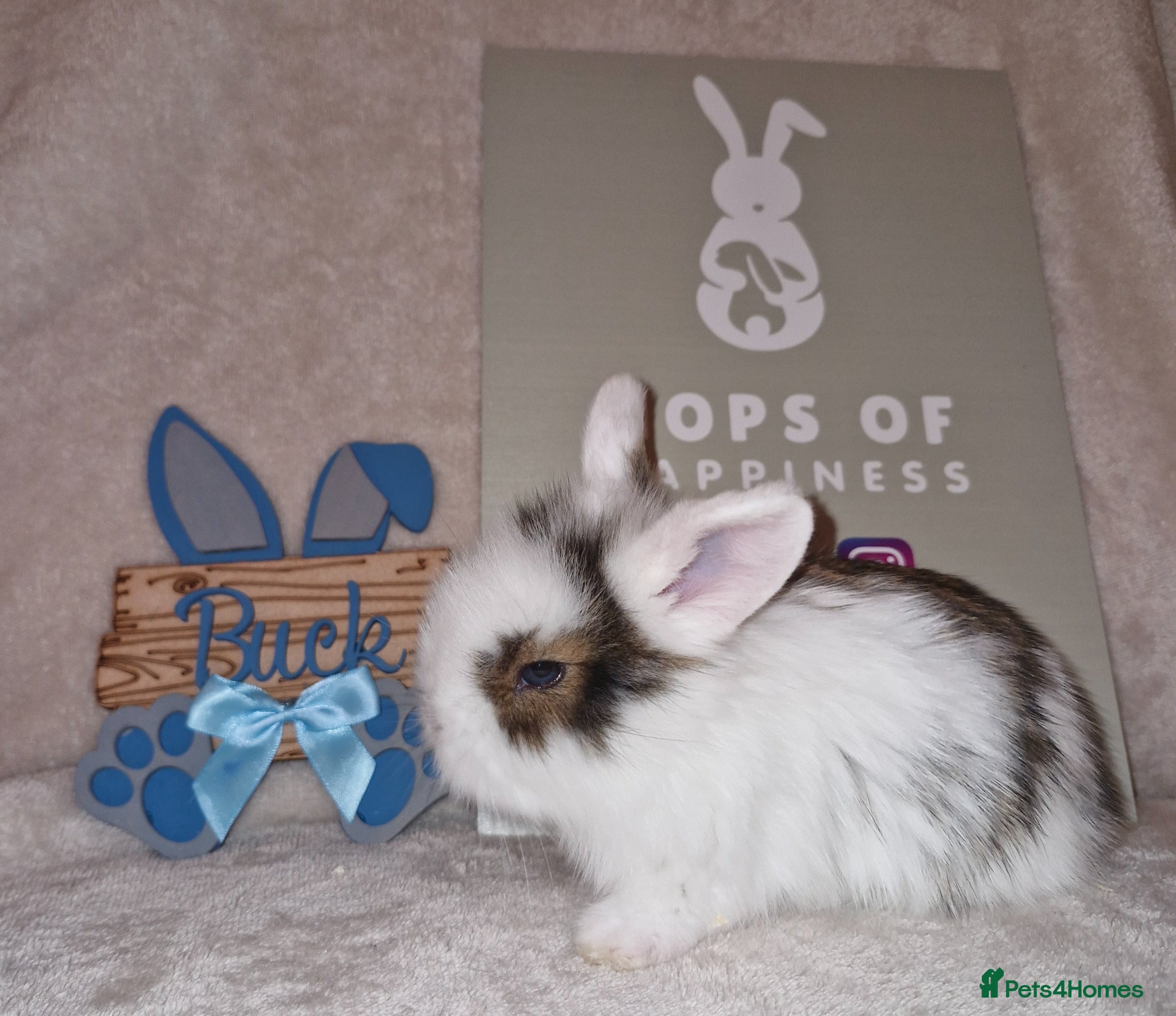 Mini Lion Lop rabbits Mini Lop X Double Maned Lionhead Babies - Advert 13