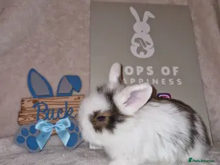 Mini Lion Lop rabbits Mini Lop X Double Maned Lionhead Babies - Advert 13