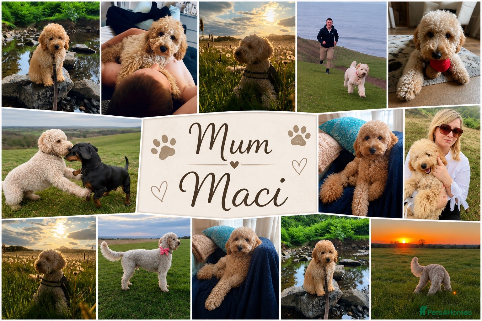 Australian Labradoodle dogs Multigenerational Australian Labradoodle  - Advert 1