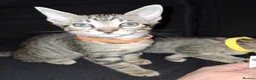 Mixed Breed cats for sale: Gorgeous half siamese kittens - Advert 6