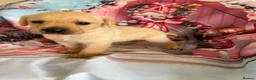 Labrador Retriever dogs for sale: Labrador puppies deposit secures in Castleford - Advert 13