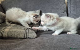 Ragdoll cats for sale: Pedigree Ragdoll Kittens  - Image 4
