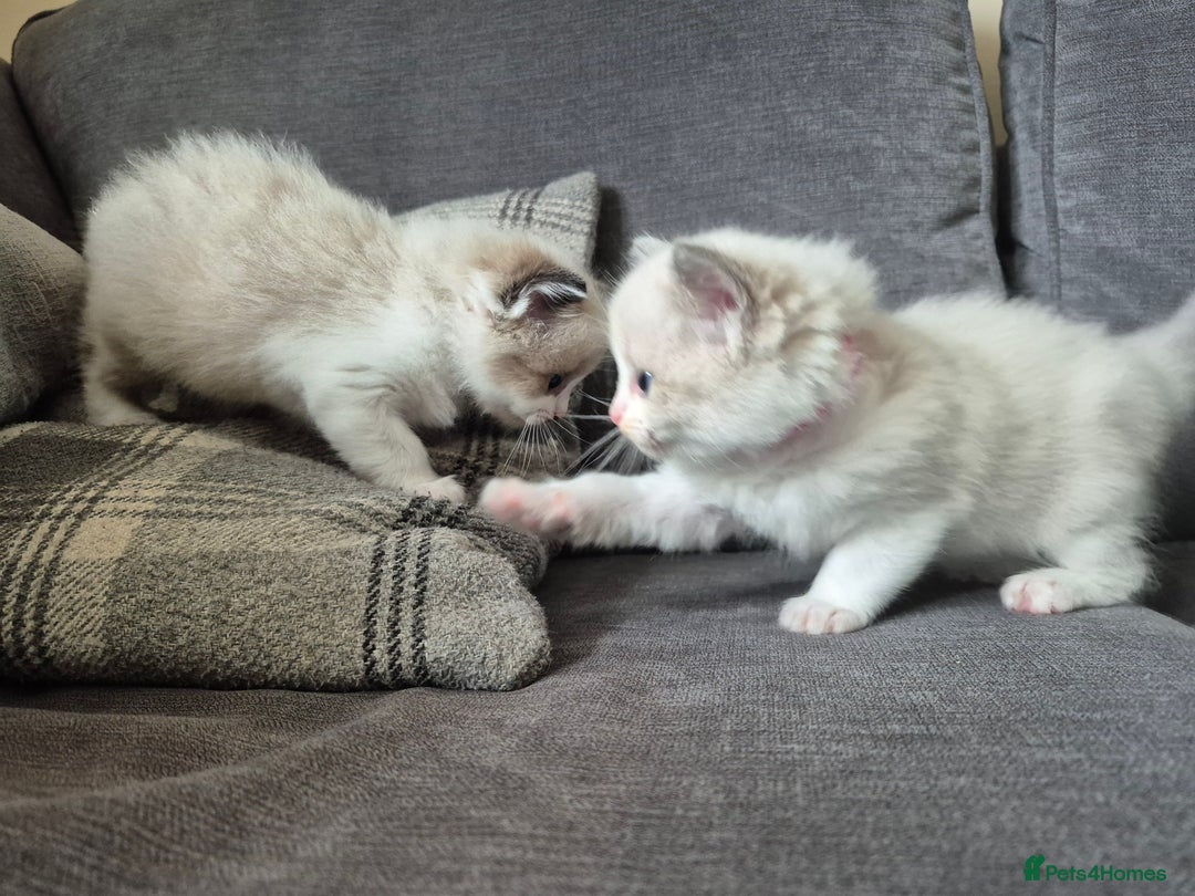 Ragdoll cats for sale: Pedigree Ragdoll Kittens  - Image 4