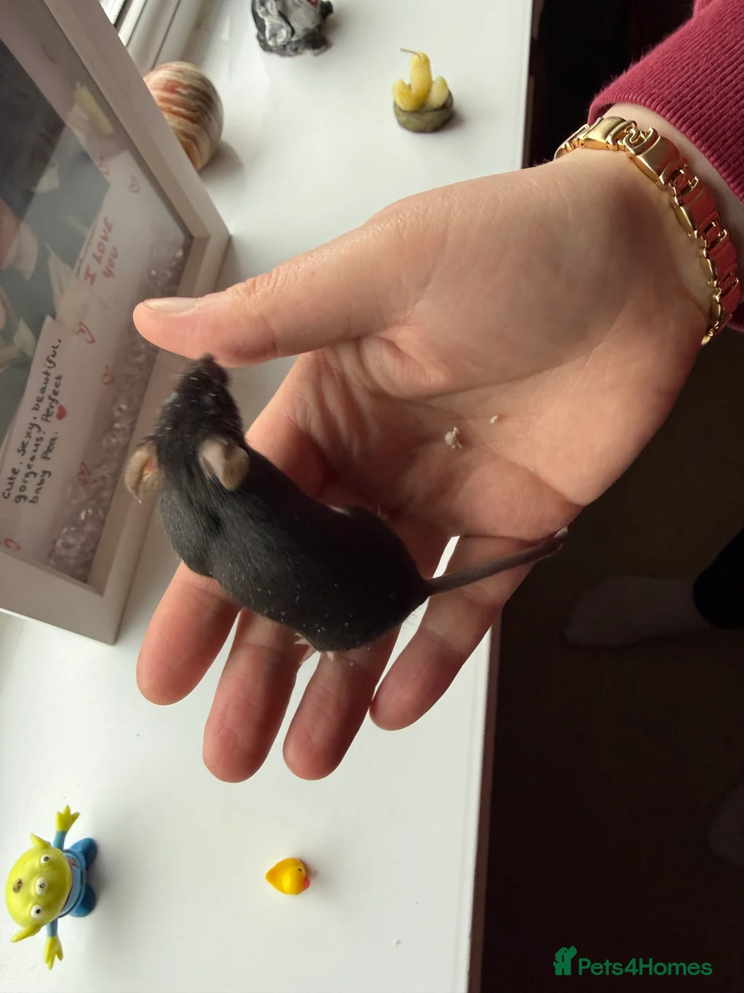 Mouse rodents for sale: Tri colour mice looking for new homes - Advert 7