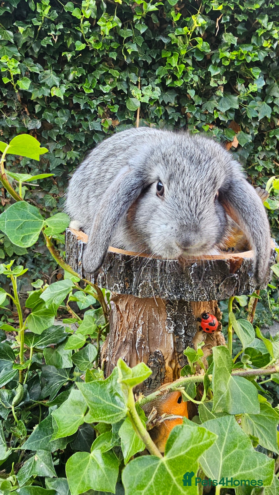 French Lop rabbits for sale: French Lop Bunnies 🐰  - Image 20