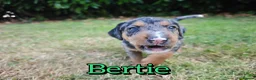 Mixed Breed dogs for sale: Loving Parsons Russell Cross Puppies  - Advert 8