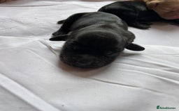 Cockerdor dogs for sale: Outstanding working gun puppies  - Image 20